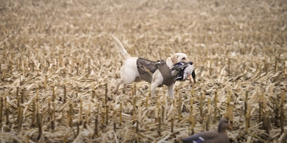 Bird dog hunting vest best sale